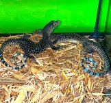 Blue tail Monitor .jpeg