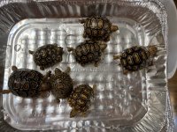 Baby Tortoises.jpg