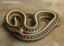 Coast Garter Snake_6556.jpg