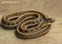 Coast Garter Snake_6558.jpg