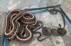 Coast Garter Snakes_2992.jpg