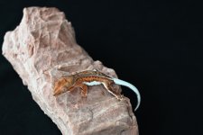 DSC_1018.jpg