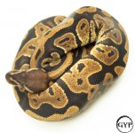LeopardBallPythonM1 (1 of 1).jpg