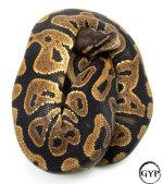 LeopardBallPythonM2 (1 of 1).jpg