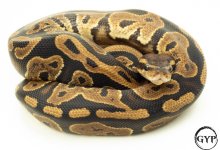 LeopardBallPythonM3 (1 of 1).jpg