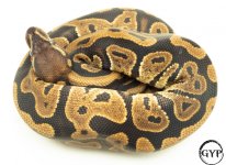 LeopardBallPythonM4 (1 of 1).jpg