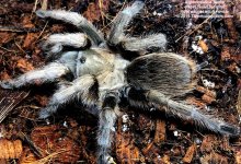 A.hentzi(F)AD_West_TX_1.jpg