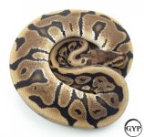 HiddenGeneBallPythonM1 (1 of 1).jpg