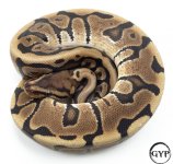 HiddenGeneBallPythonM2 (1 of 1).jpg