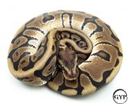 HiddenGeneBallPythonM3 (1 of 1).jpg