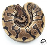 HiddenGeneBallPythonM4 (1 of 1).jpg