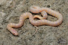 Lampropeltis_getula_floridana_Albino_HetAxanthic_male_UT3_8-10-21_A2_logo_web.JPG
