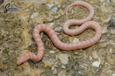 Lampropeltis_getula_floridana_Albino_HetAxanthic_female_KB1-KETN1_10-16-21_A1_logo_web.JPG