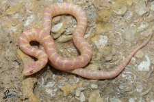 Lampropeltis_getula_floridana_Albino_HetAxanthic_female_UT1_8-10-21_A2_logo_web.JPG