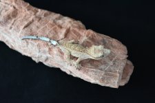 DSC_1154.jpg