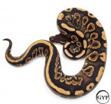 BlkPastelBallPythonM1 (1 of 1).jpg
