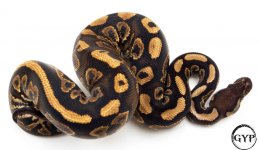 BlkPastelBallPythonM2 (1 of 1).jpg