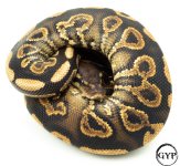 BlkPastelBallPythonM3 (1 of 1).jpg