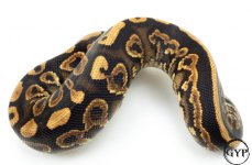 BlkPastelBallPythonM4 (1 of 1).jpg