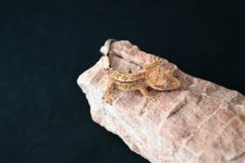 DSC_1135.jpg