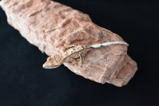 DSC_1118.jpg
