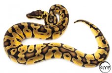 OGEnchiBallPythonF1 (1 of 1).jpg
