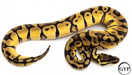 OGEnchiBallPythonF2 (1 of 1).jpg