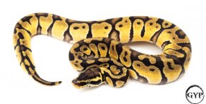 OGEnchiBallPythonF3 (1 of 1).jpg