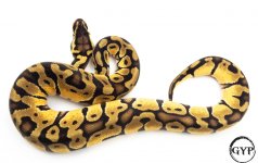 OGEnchiBallPythonF4 (1 of 1).jpg