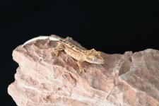 DSC_1074.jpg