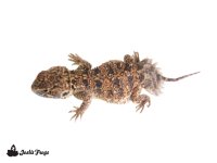 shield_tailed_agama-2.jpg
