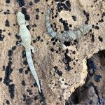 5AF298CB-9E89-401C-A70D-58F2D4D42CBD.jpeg