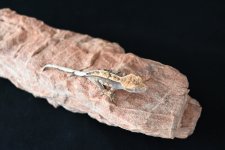 DSC_1105.jpg