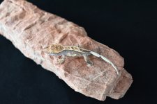DSC_1113.jpg