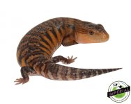 red-blue-tongue-skink.jpg