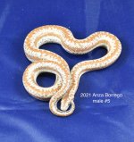 2021Anza#5M.jpg