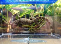 tokayFAUNA#4b (1).jpg