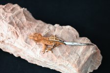 DSC_1088.jpg