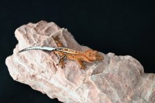 DSC_1083.jpg