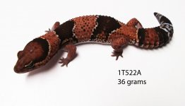 1t522a.jpg