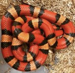 hypo honduran female.jpg