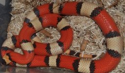 hypo honduran male.jpg