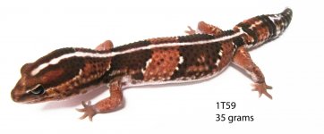 1t59.jpg