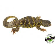 yellow-uromastyx-for-sale_762df0a7-f2c9-41ad-9123-022d866cd8f5.jpg