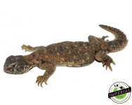 egypt-uromastyx-for-sale.jpg