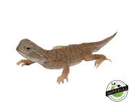 toad-head-agama-for-sale.jpg