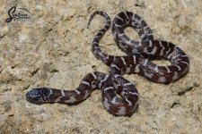 Lampropeltis_getula_floridana_Axanthic_HetAlbino_BA3-B1-AX1_10-15-21_A1_logo_web.JPG