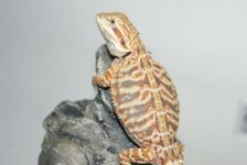 redorangetigerleatherf8.JPG