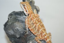 redorangeleatherbackf8.JPG
