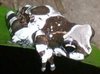 milk frog.jpg